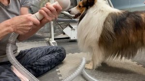 Groom Your Dog! || Bunfly Pet Grooming Vacuum Kit || MumblesVideos Product Review