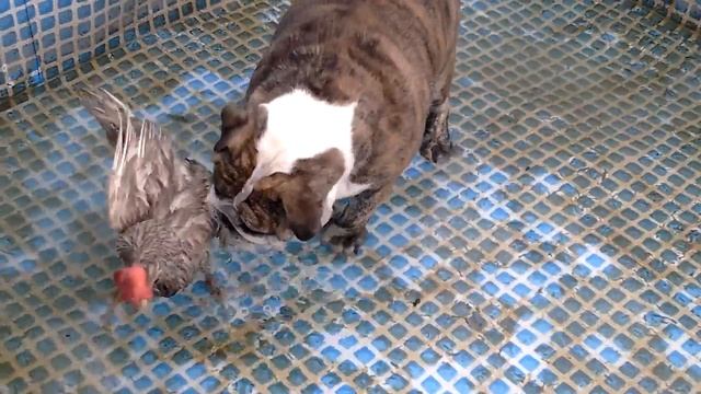 Собака и курица часть 1 смотреть онлайн