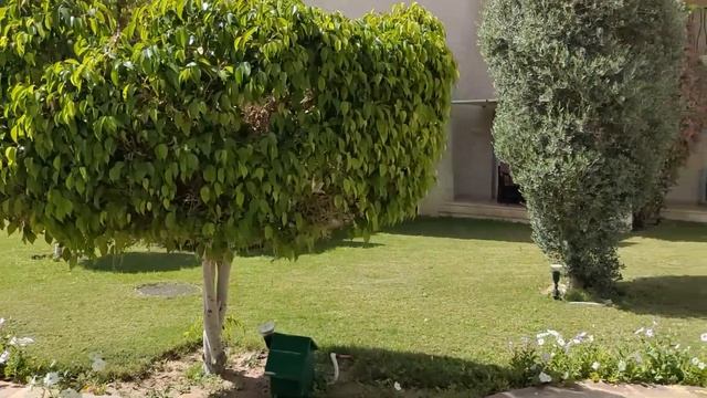 Египет, Шарм-эль-Шейх, Grand Rotana, март 2024 ( EGYPT, SHARM EL SHEIKH, GRAND ROTANA, March 2024 ) смотреть онлайн