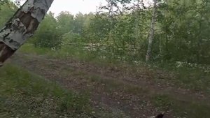 Прогулка с Собакой в лесу. Поехали с Йорк Люсей на пикник. Путешествие с Собакой. (Часть 2)