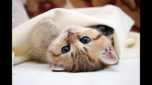 Мяуканье кошки Звук мяукающей кошки в высоком качестве  Микс  24 Минуты любимые котята мяу #котики