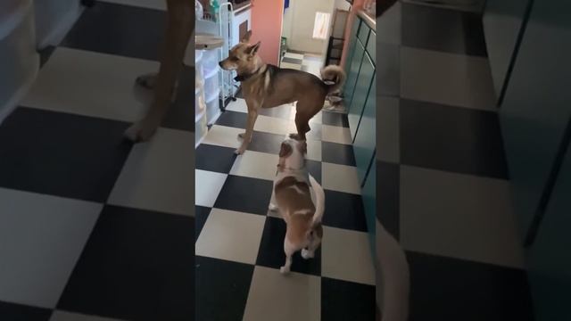 Bionic Dogs смотреть онлайн