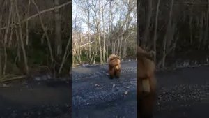 МЕДВЕДЬ остановил машину!!!