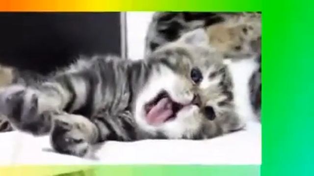 Кошки спать хотят смотреть онлайн