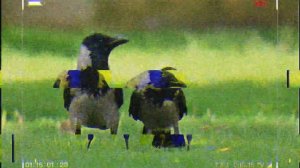 Аудио книга :Записки Кроухантера .Как всё начиналось .Crowhunting