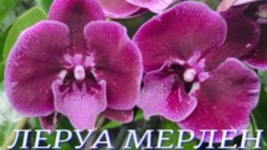 №980/ СВЕЖИЕ орхидеи в ЛЕРУА МЕРЛЕН