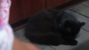 Реакция кота на мяуканье кошки/Cat's reaction to a cat's meow
