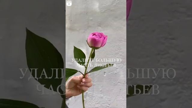 КАК УХАЖИВАТЬ ЗА ПИОНАМИ🌸 смотреть онлайн