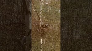 У нашего окна ворона высидела птенцов