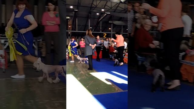 13.03.2016, Москва, Национальная монопородная выставка Китайская хохлатая собака ранга ЧК смотреть онлайн