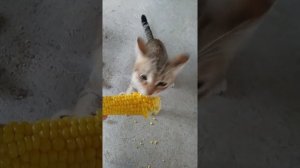 Кот ест кукурузу