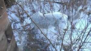 Наша собака Гром.