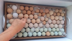 Закладка яиц в инкубатор ,,Норма луппер"