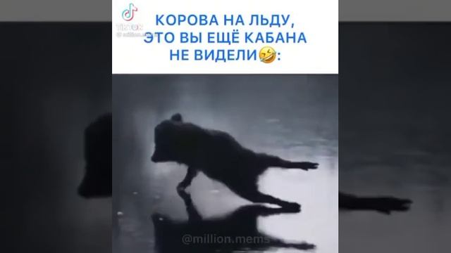 кабан на льду / приколы тик тока