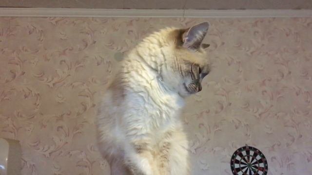 КОШКА МУСЯ ОСМЕЛЕЛА И ПОЛЕЗЛА НА ШКАФ!