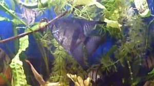 Аквариум с скаляриями, меченосцами и трехгибридным попугаем