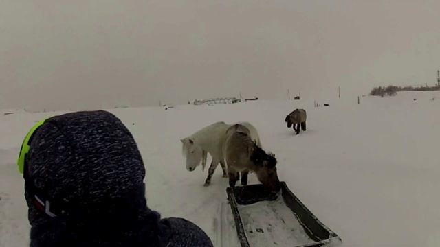 моя любимая лошадка. 1-я серия смотреть онлайн