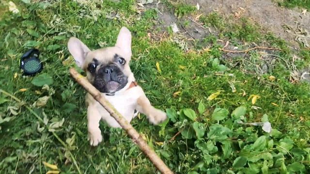 Пробуждение Зверя!  Французский Бульдог Борис  French Bulldog Boris