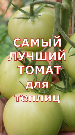 Томат ЕвпаторF1 для теплиц один из самых лучших и урожайных для выращивания в Новом году