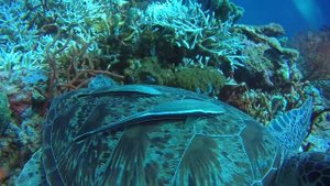 Траванган. Черепаха