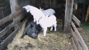 Летнее Содержание Коз и Вьетнамских Поросят.