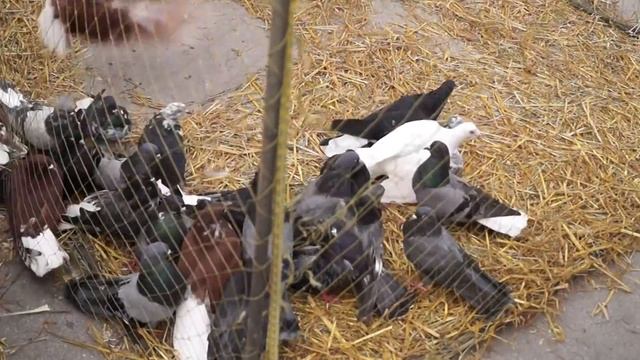 Большая ярмарка голубей. Тула. ч.2/ Pigeon in Russia#pigeon#голуби#ярмаркаголубей#голубеводство