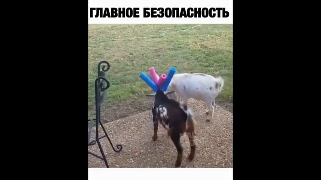 ЛУЧШИЕ ПРИКОЛЫ 2021 до слез угар ТЕСТ НА ПСИХИКУ 2021 ржака прюколюха 10 МИНУТ смеха смотреть онлайн