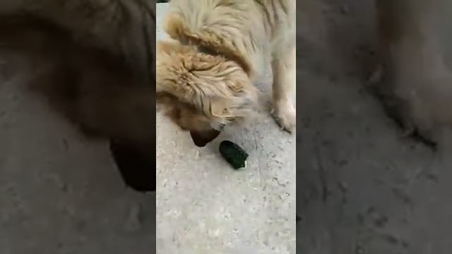 Собака любит огурцы, думает - что они сосиски. смотреть онлайн