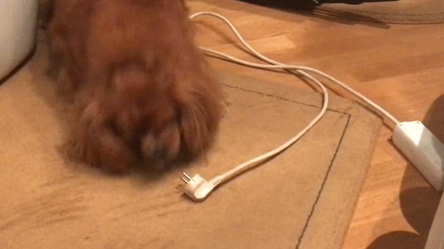 Каждая собака знает, что электричество штука опасная!..и не очень понятная!))) смотреть онлайн