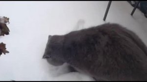КОТ БАКС/НАСТОЯЩАЯ ЗИМА И ГЛУБОКИЙ СНЕГ/ BRITISH CAT.