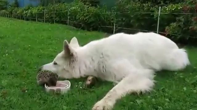 кушай мой хороший смотреть онлайн