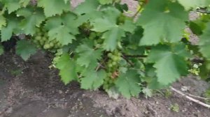 Виноград. на 12.08.24г