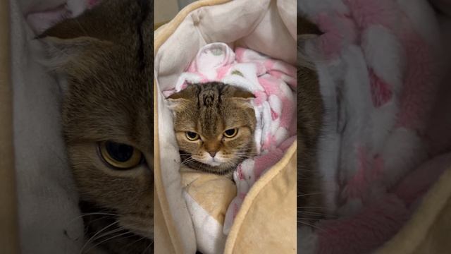 Шотландская вислоухая кошка 🐱