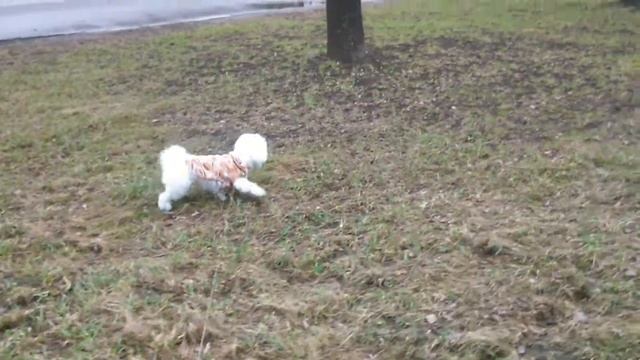Прогулка с собакой) смотреть онлайн