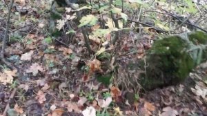 Осенняя поездка в Архыз на Соболе 4х4//Лес//Белые грибы//Грибная охота//Приготовление грибов