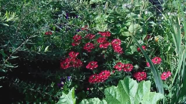 Вербена - Рассадный Способ выращивания . Уход и Размножение.