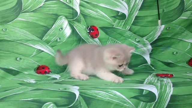 Британские котята,серебристые шиншиллы.