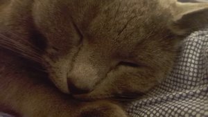 Кошка которая ворчит как бабка))))