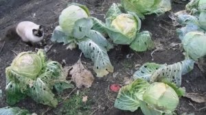 Видео обзор на приусадебном участке  разных сортов капусты  18. 10. 2021 года.