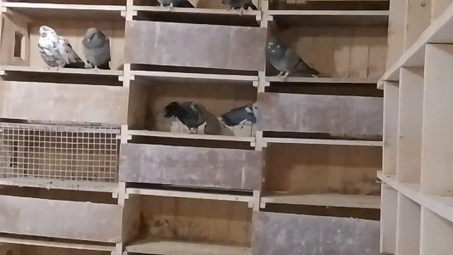 николаевские голуби! 13-01-2023 смотреть онлайн