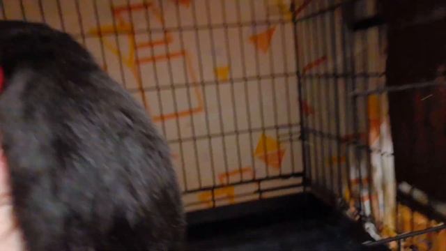 Маленькие обезьянки ищут дом смотреть онлайн