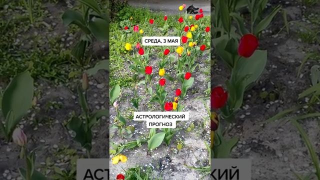 Прогноз по знакам зодиака на 3 мая смотреть онлайн