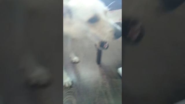 Собака поет на пианине собака поёт смотреть онлайн