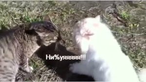 Коты матерятся
