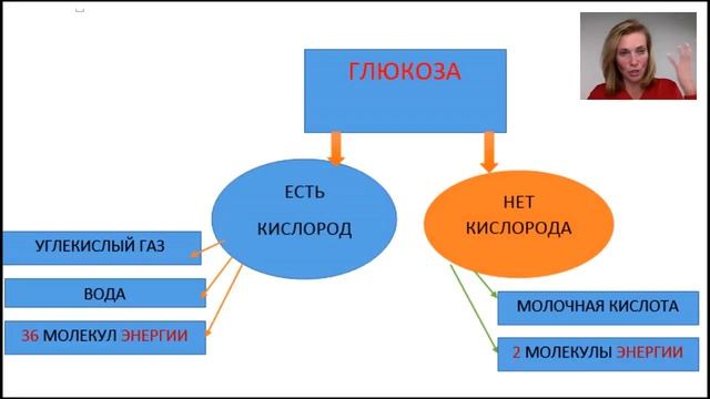 Елена Шапаренко . 3 Секрета вечной молодости.04.10.16 смотреть онлайн