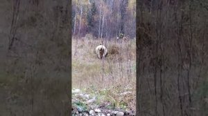 медведь рвет быка 2018