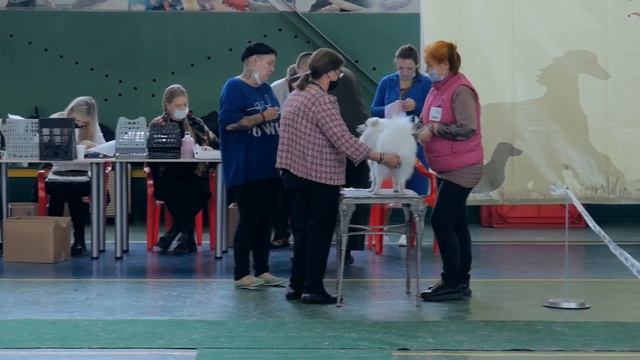 Японский шпиц - собака улыбка