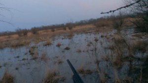 охота с папой на селезня/весенняя охота 2024