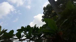 C 130 Hercules - Sri Lanka Air Force (SLAF) , US NAVY (USN) & PAF