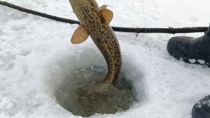 Проверка тычек на налима.6.12.24г.